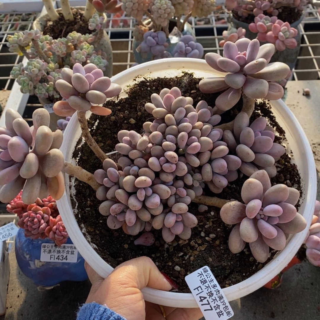 沁桃蛋477/18cm多肉