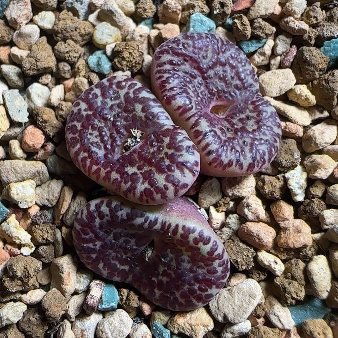 多肉植物Ck F-2 霓虹128号