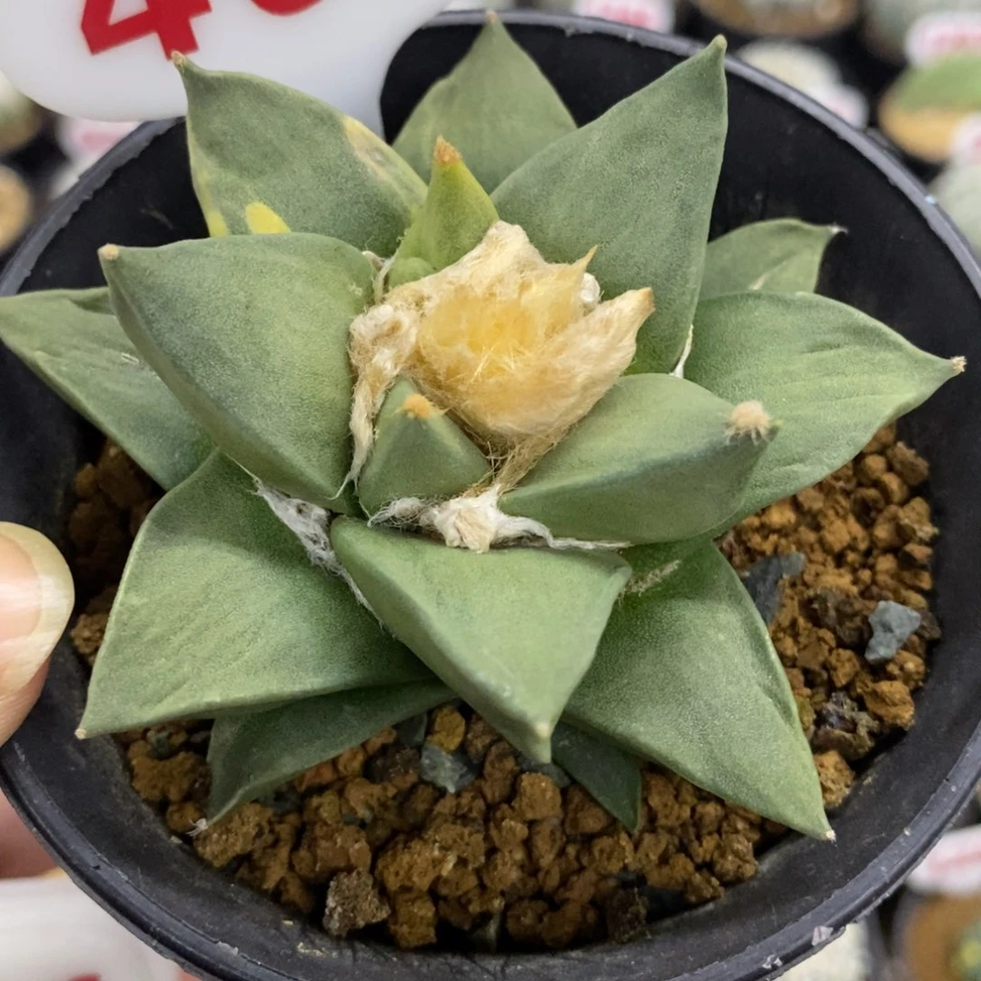 402牡丹带锦福利多多