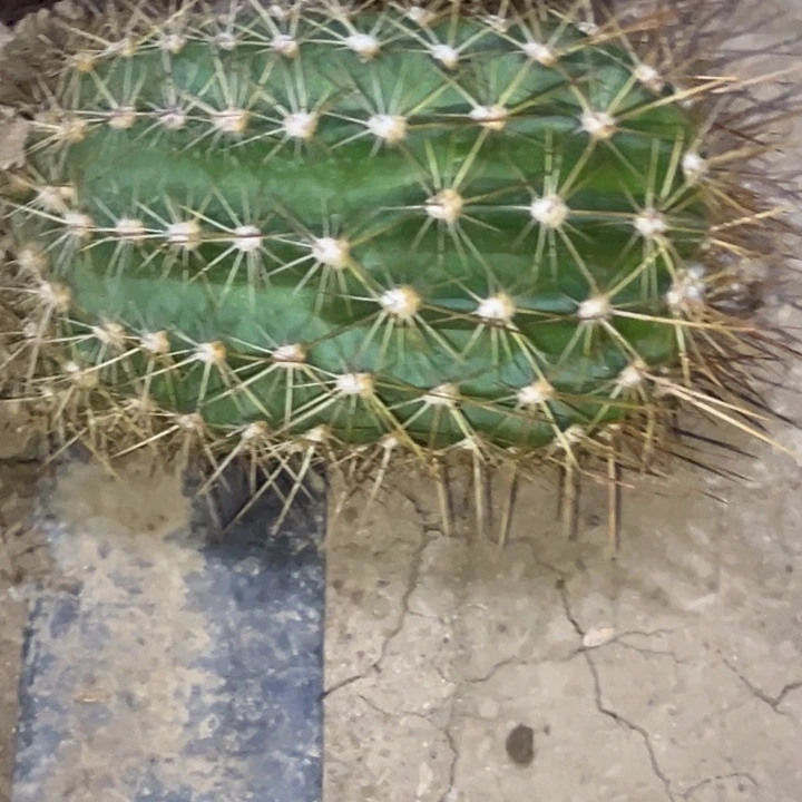 王*清清赤焰根瑕疵4