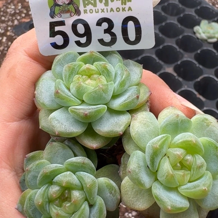 枫***站多肉植物多肉植物