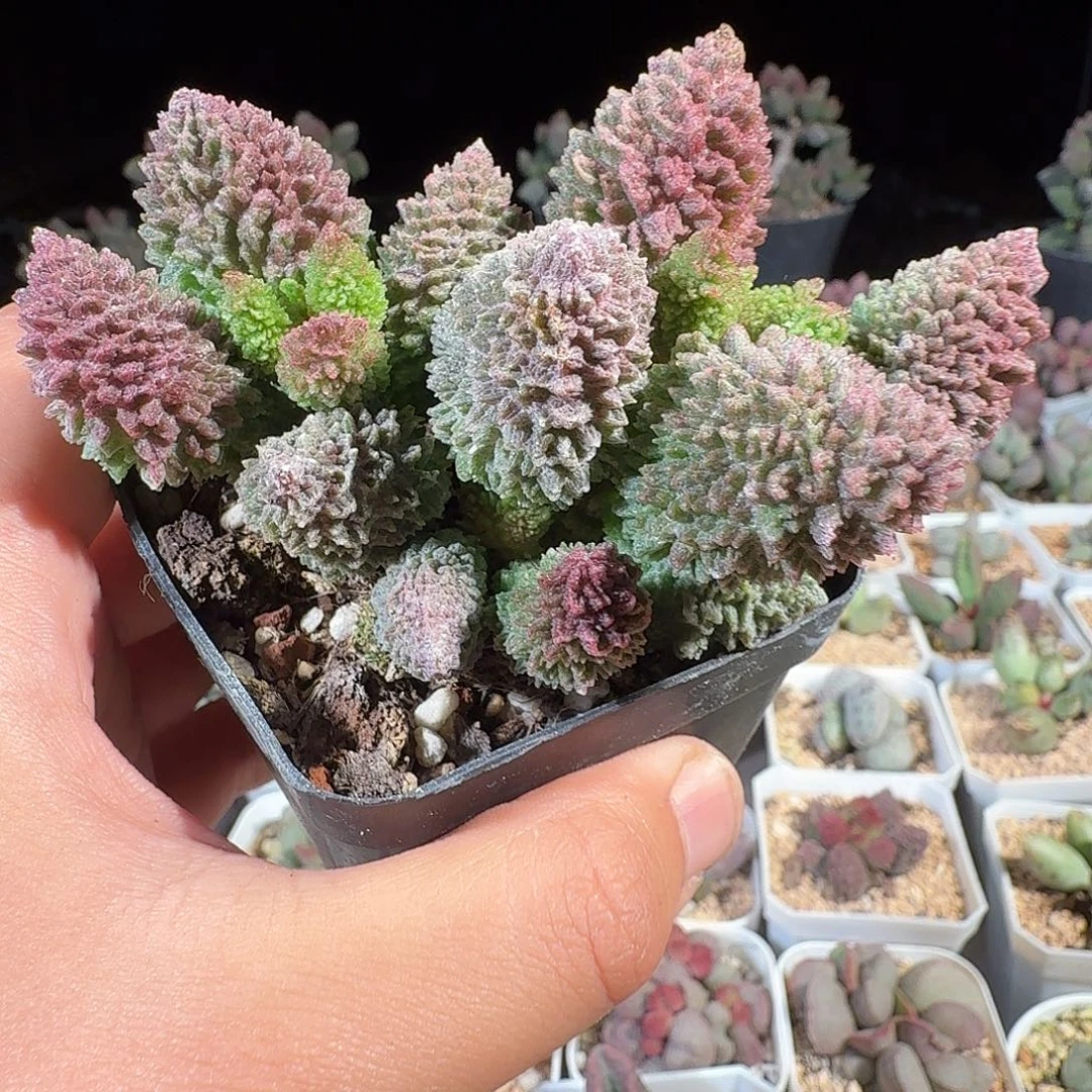 朱紫玉