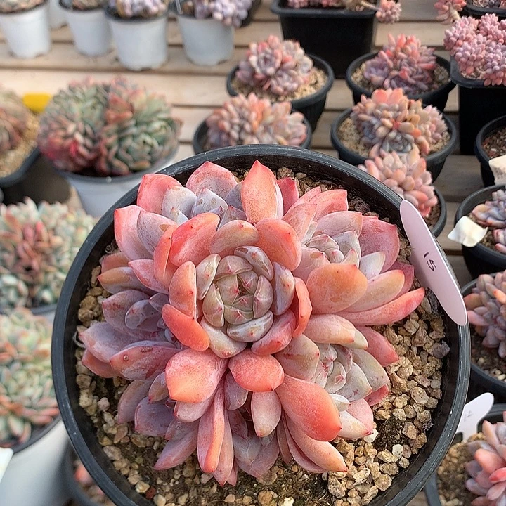 12厘米七头石榴籽星影 捧花 无砍 15