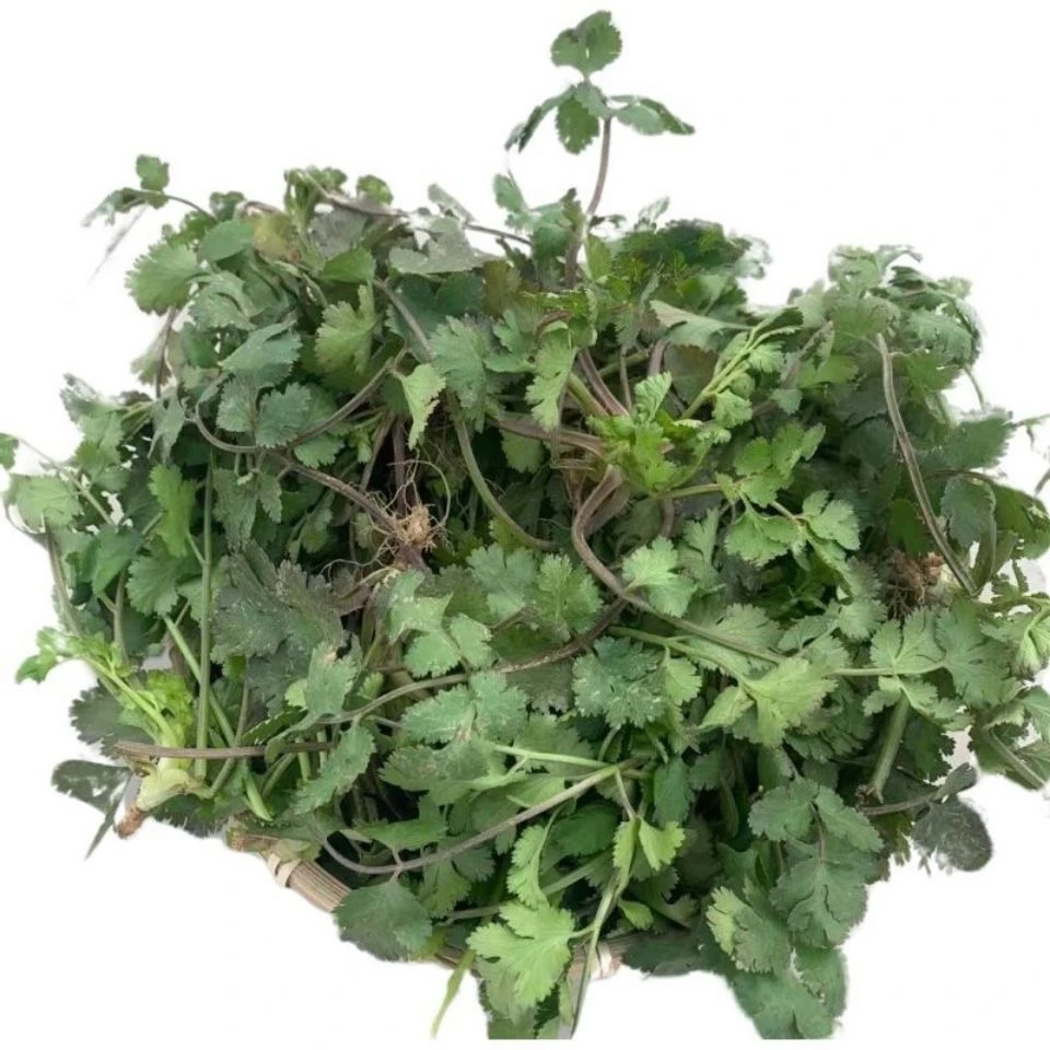 河南露天趴地新鲜紫根香菜霜冻土香菜芫荽新鲜蔬菜3/5斤