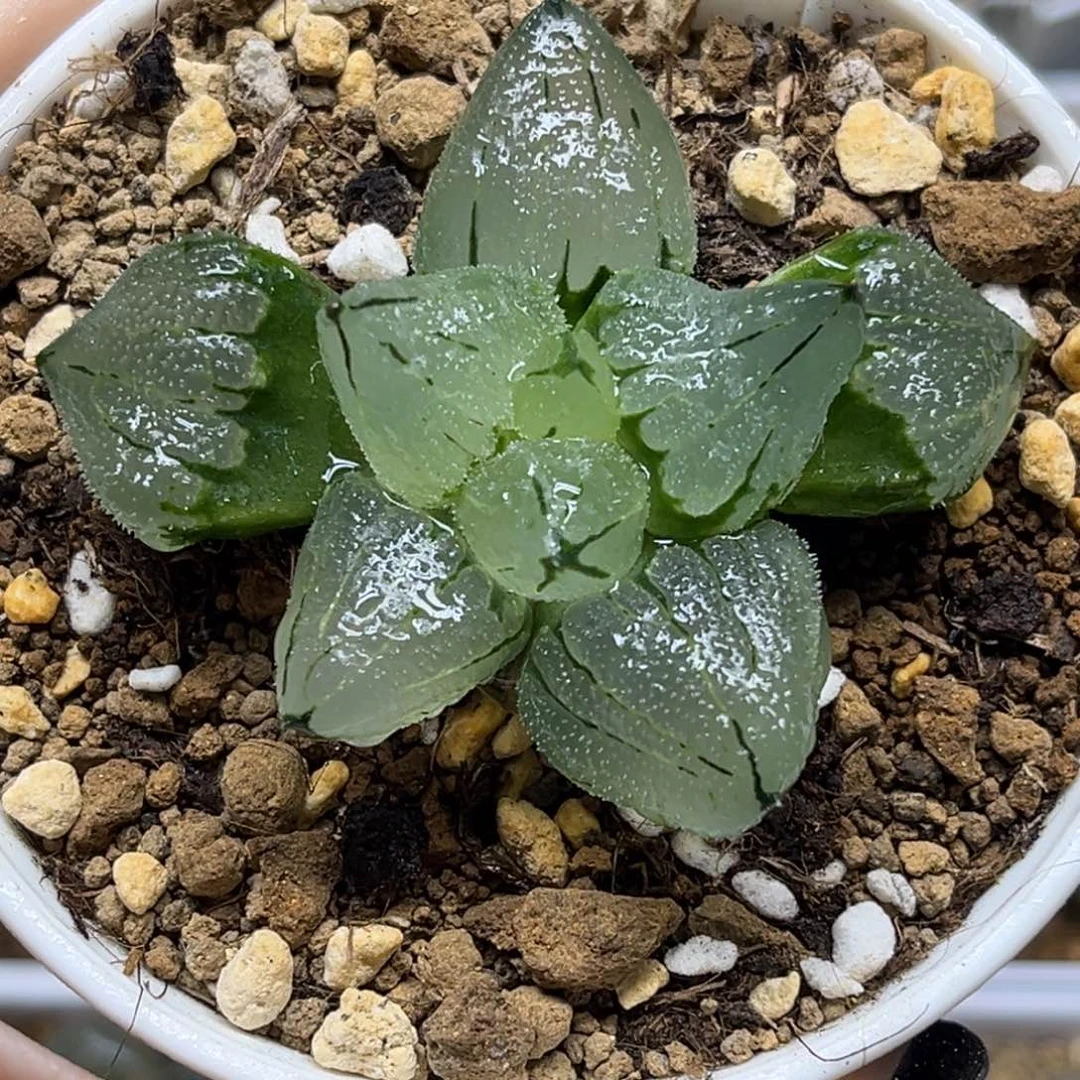 108冰鸾玉福利专场