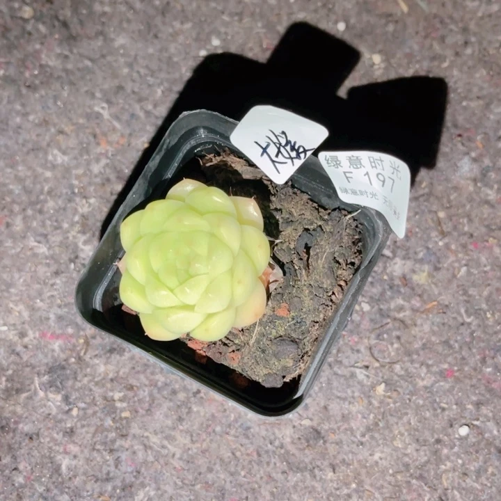 大***媛197 带陶瓷盆发货 满28包邮