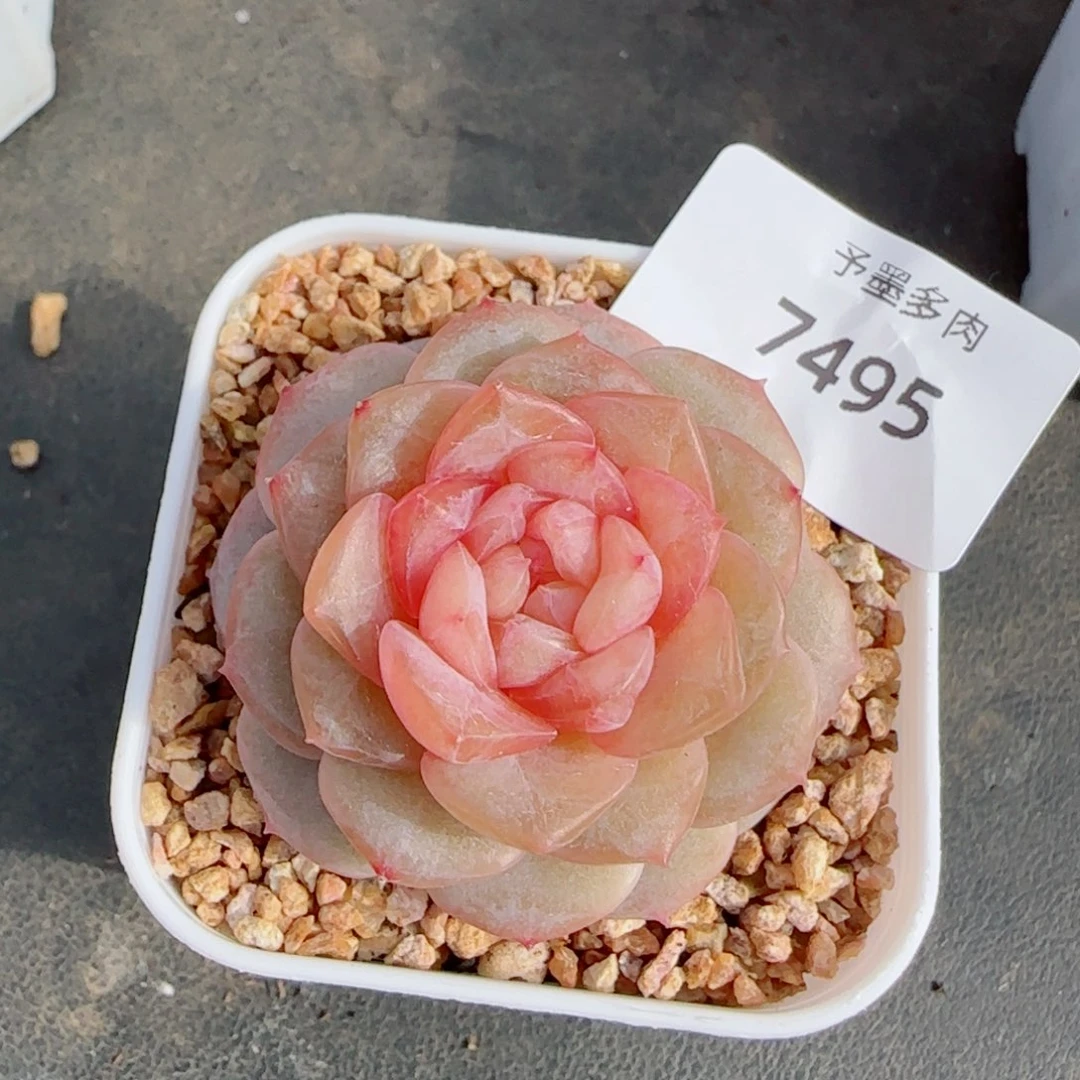 樱花，7495多肉植物