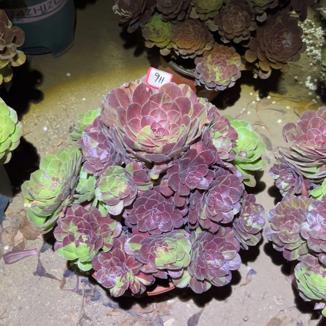 911多肉植物花月夜