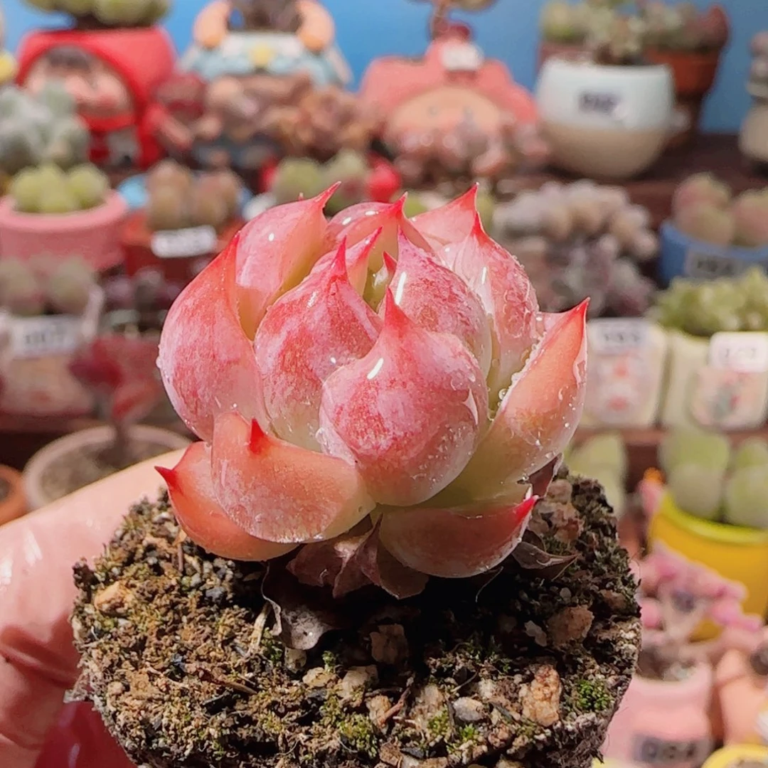 T孤星。 盆口3.5cm