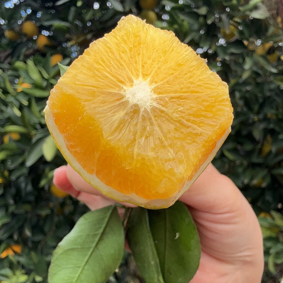 （正宗）麻阳冰糖橙 新鲜当季 甜  5斤/9斤孕妇水果皮薄多汁带叶摘