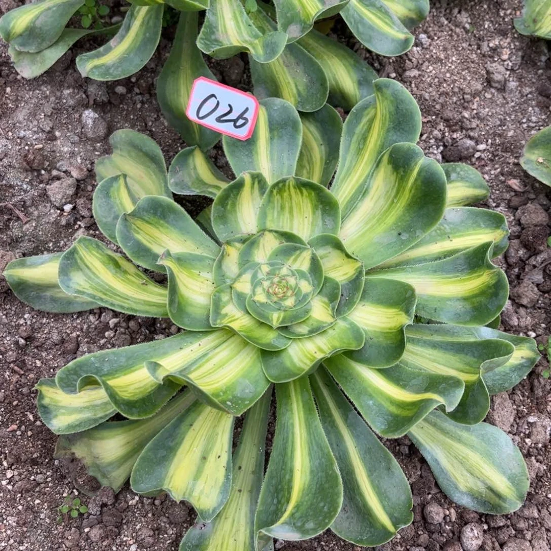 026多肉植物暴君