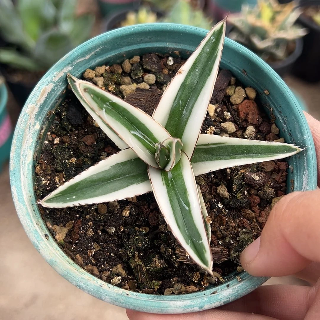 冰山生长速度很快植物