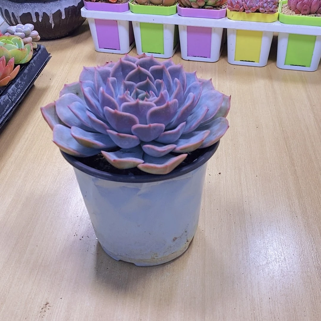 无花朵多肉植物菲欧娜110