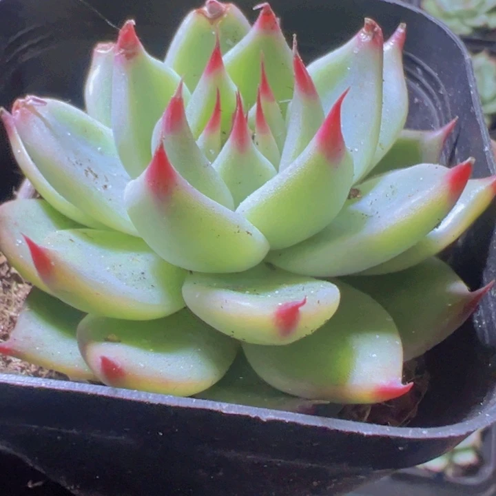 托斯卡精品多肉植物