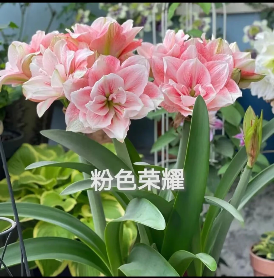 多个品种朱顶红种球4-5厘米