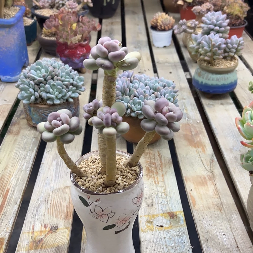 月美人68 零零多肉植物