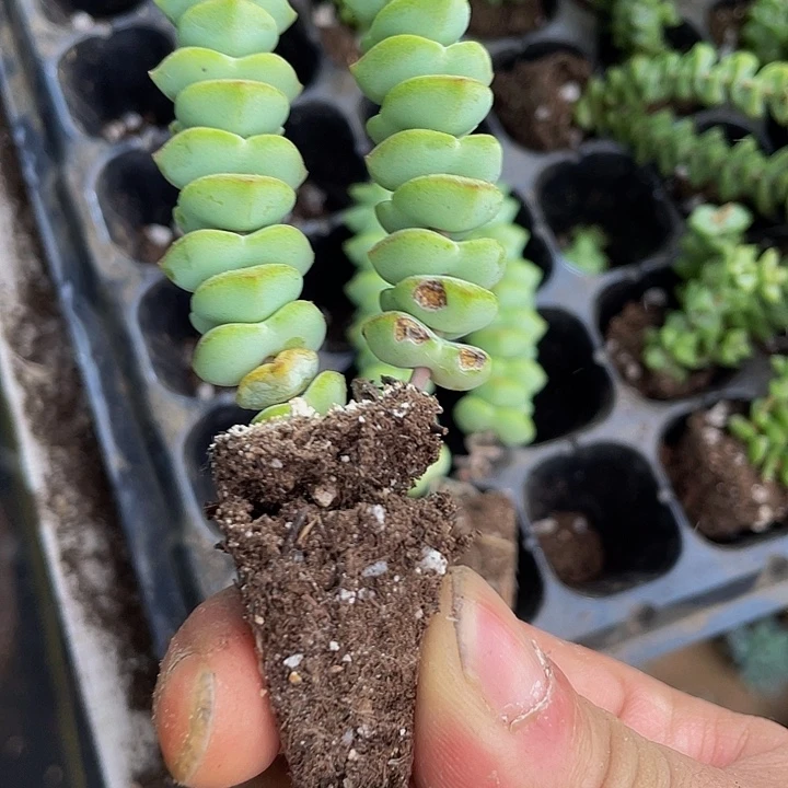 小钱串1元带土发货