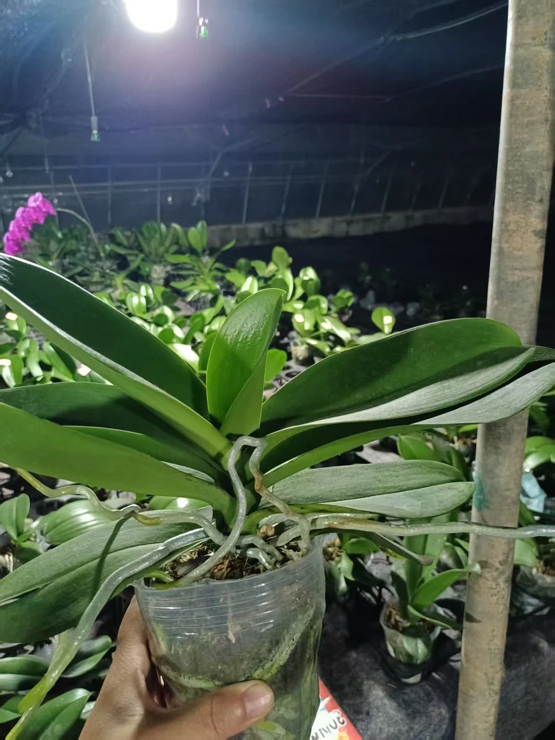 花后苗 随机发 3.5寸加高加大杯不包售后