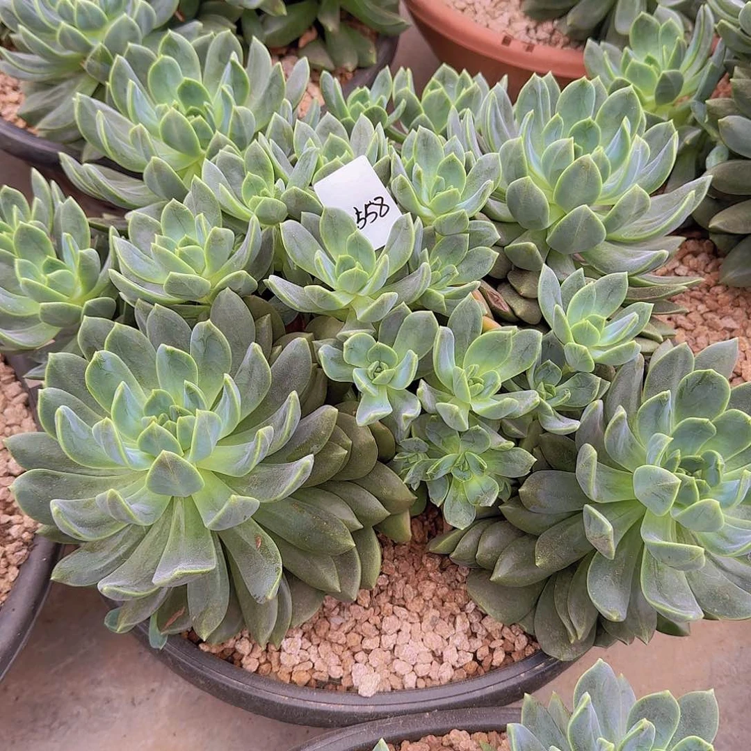 ****٭2558翠鸟多肉植物