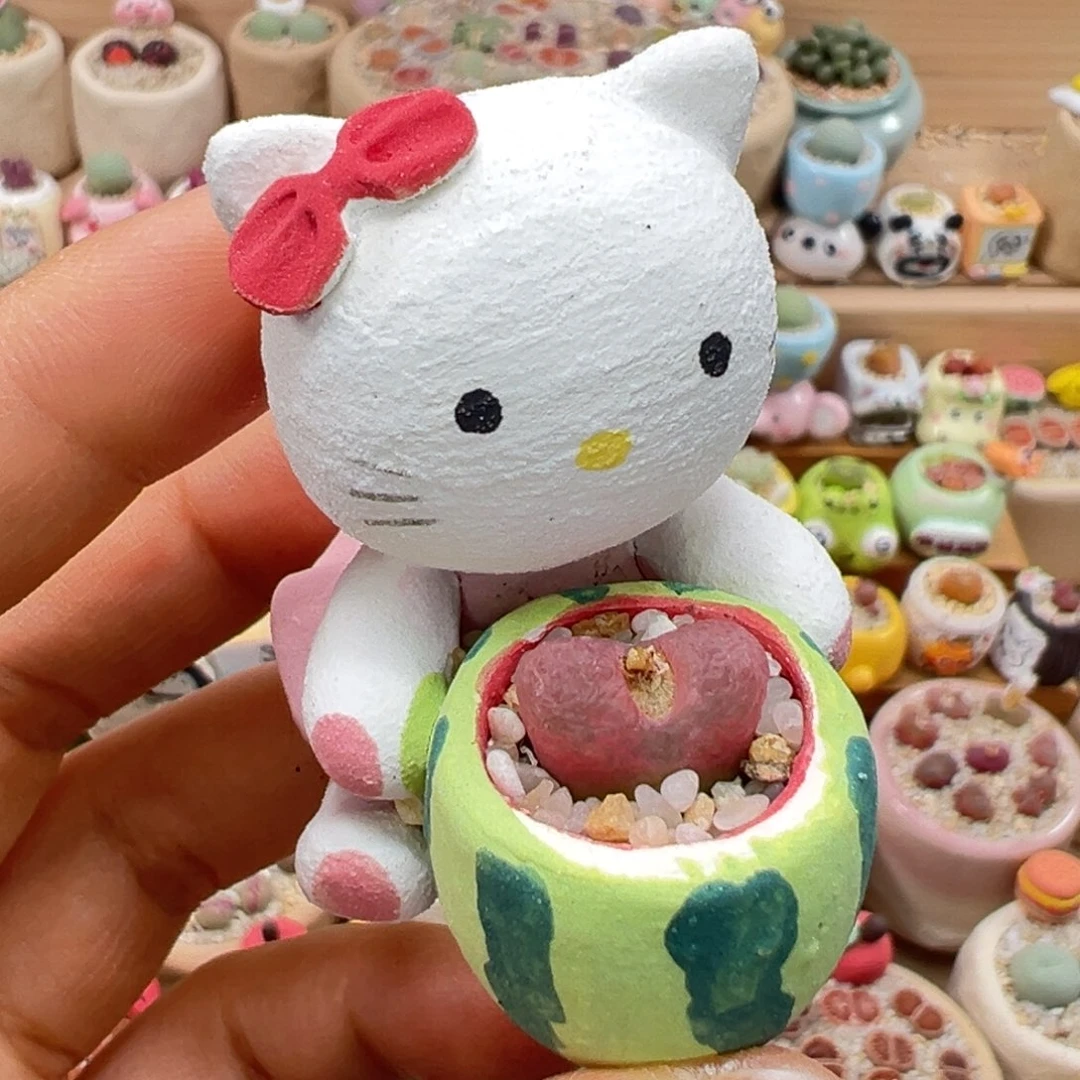 多肉植物33号粉毛