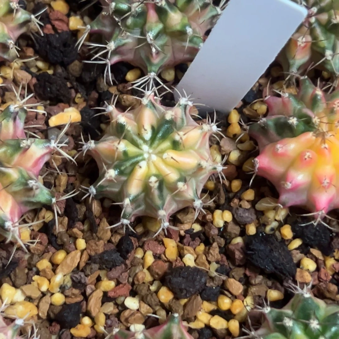 乐***皮侧芽自根花友专拍2