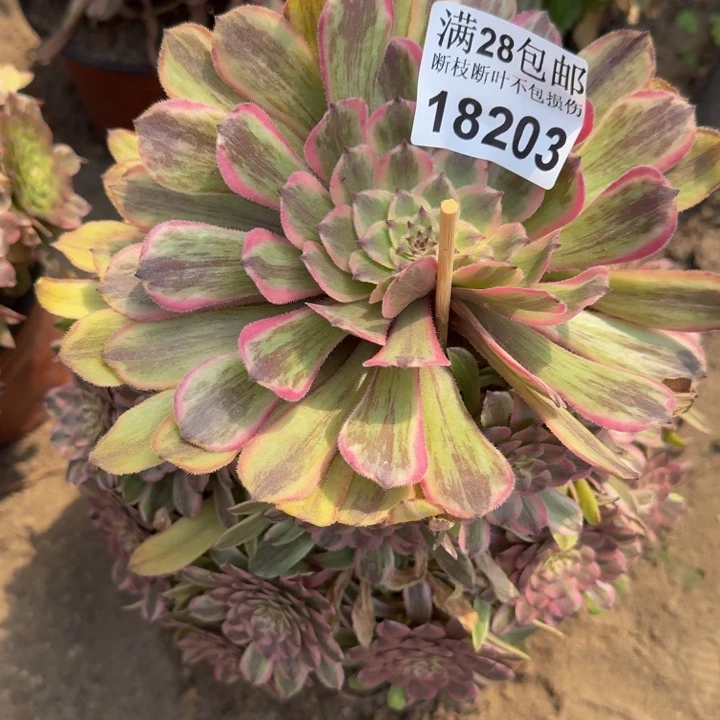 18203粉黛多肉植物