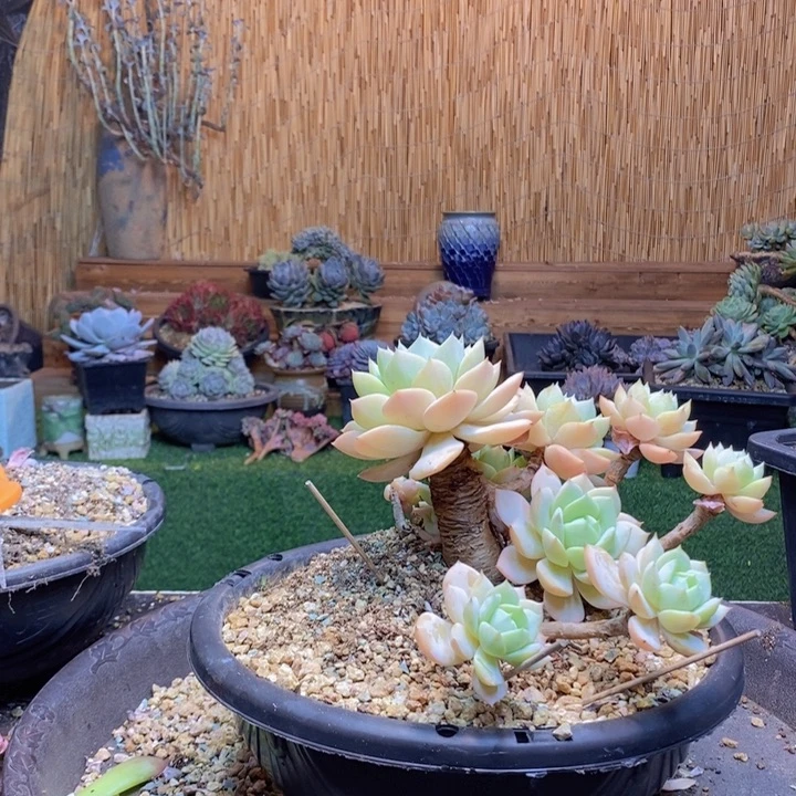 猪***婆283号恋曲多肉植物