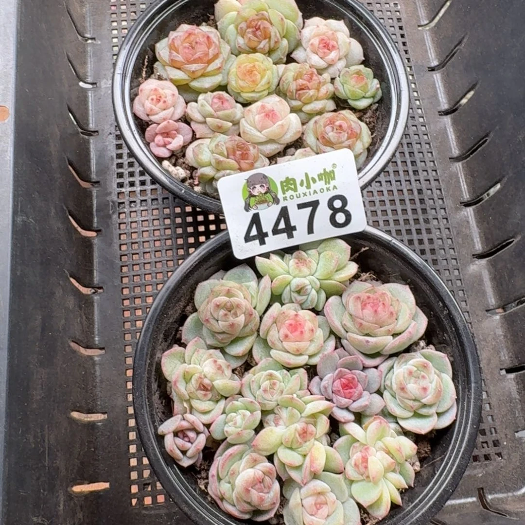 浅***浅多肉植物多肉植物