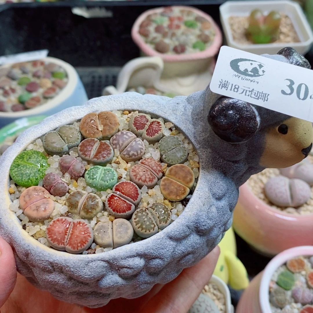 生石花花花花开304