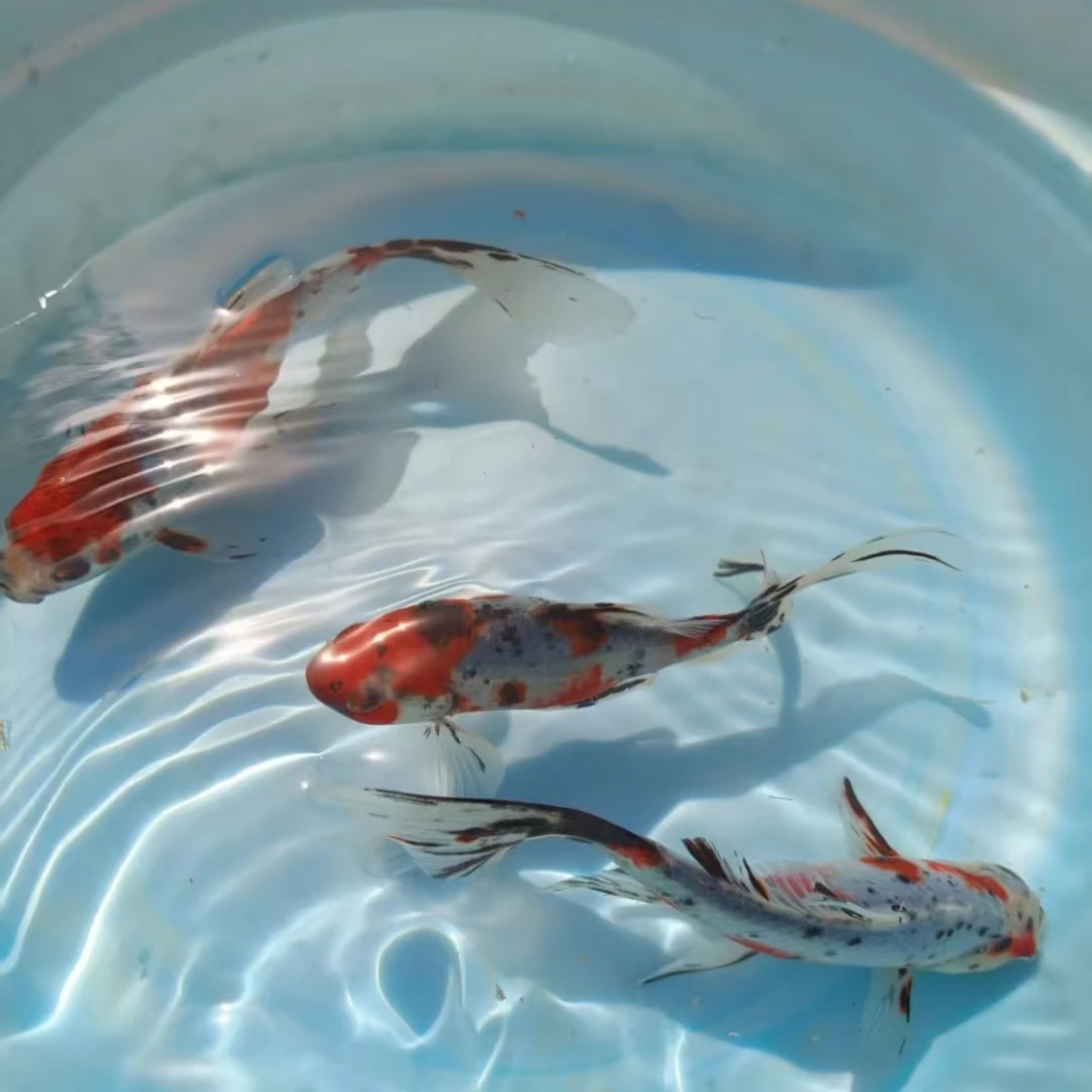 ［直播专属］五彩金鱼 多彩混色 29条 3-5公分