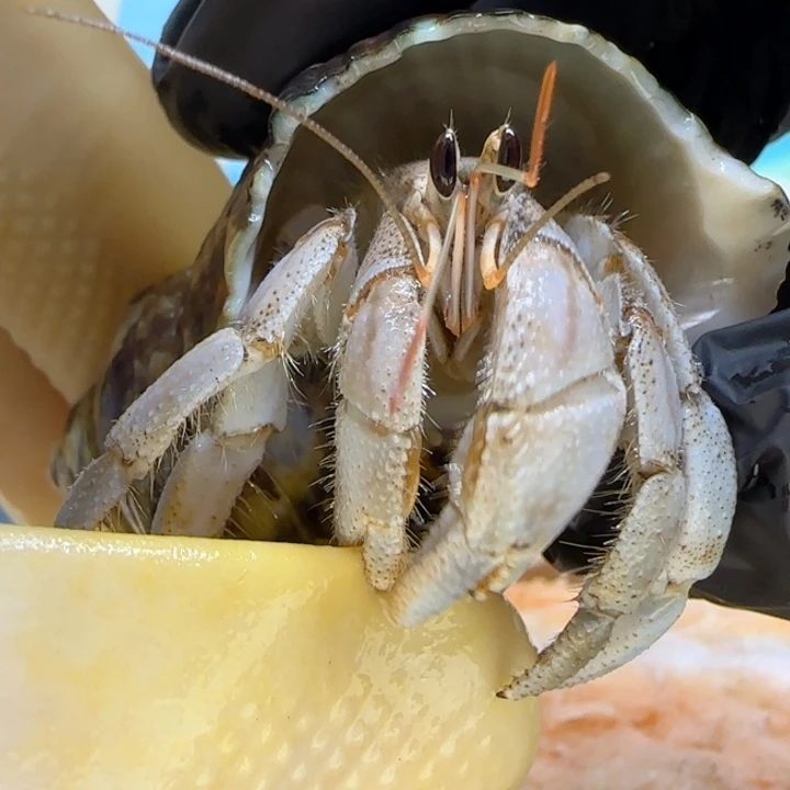 A57灰调baby蓝 灰白2.1cm口径