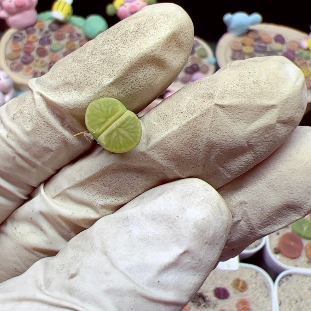 涵***！115 优秀的肉肉90