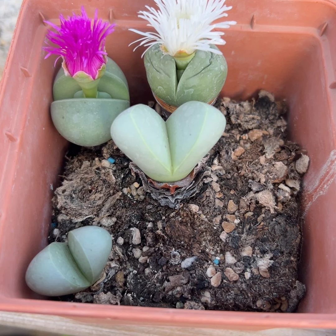 多肉植物带盆土实生根