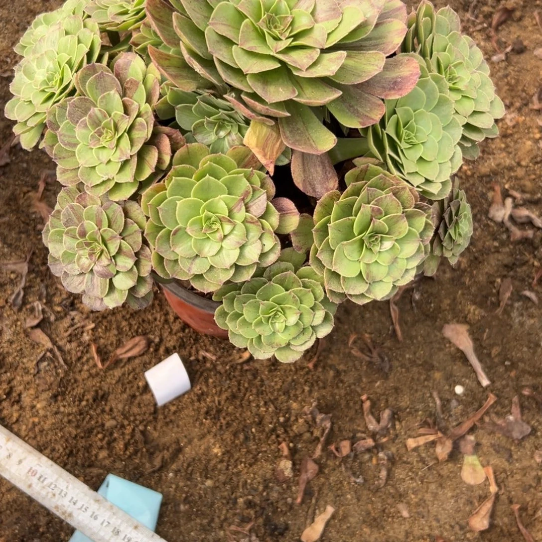 367多肉  花月夜不包断头