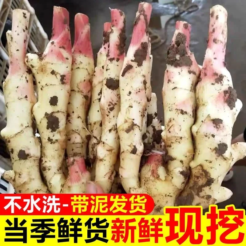 山东红芽鲜姜新鲜生姜仔姜鲜姜腌制红芽姜大姜新姜脆嫩