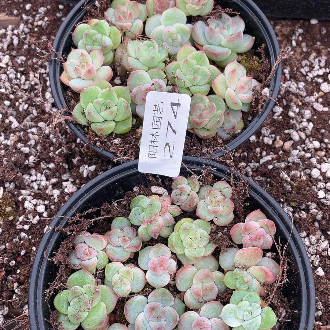 布***辣多肉植物多肉植物274
