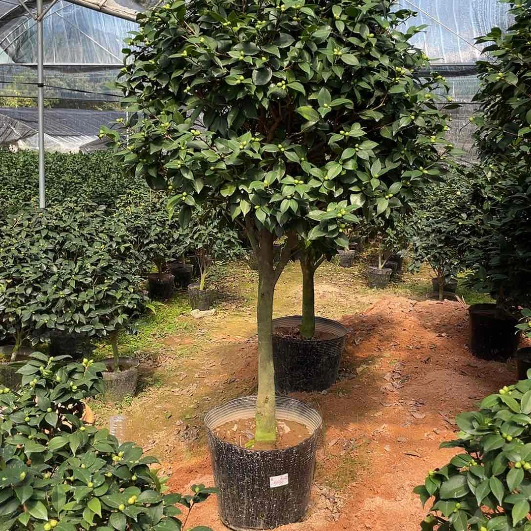 完全开放香妃茶花