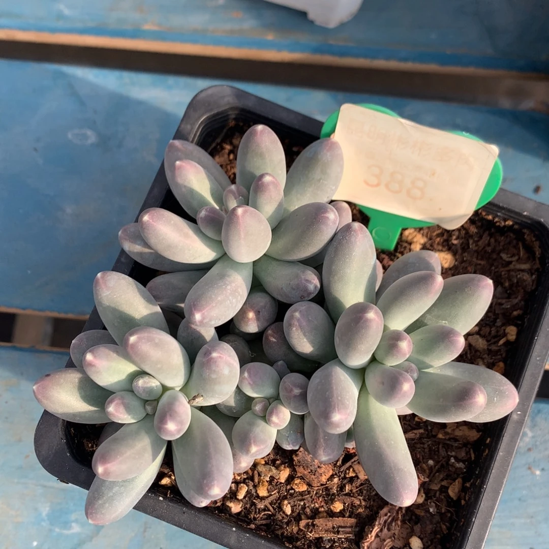 乌拉奶无砍开播福利388