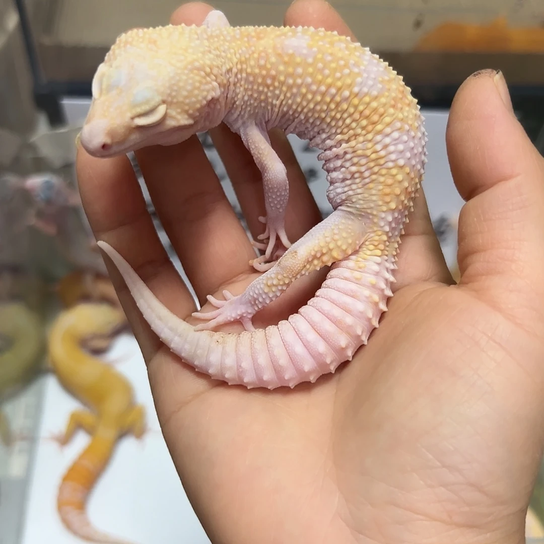 豹纹守宫豹纹守宫