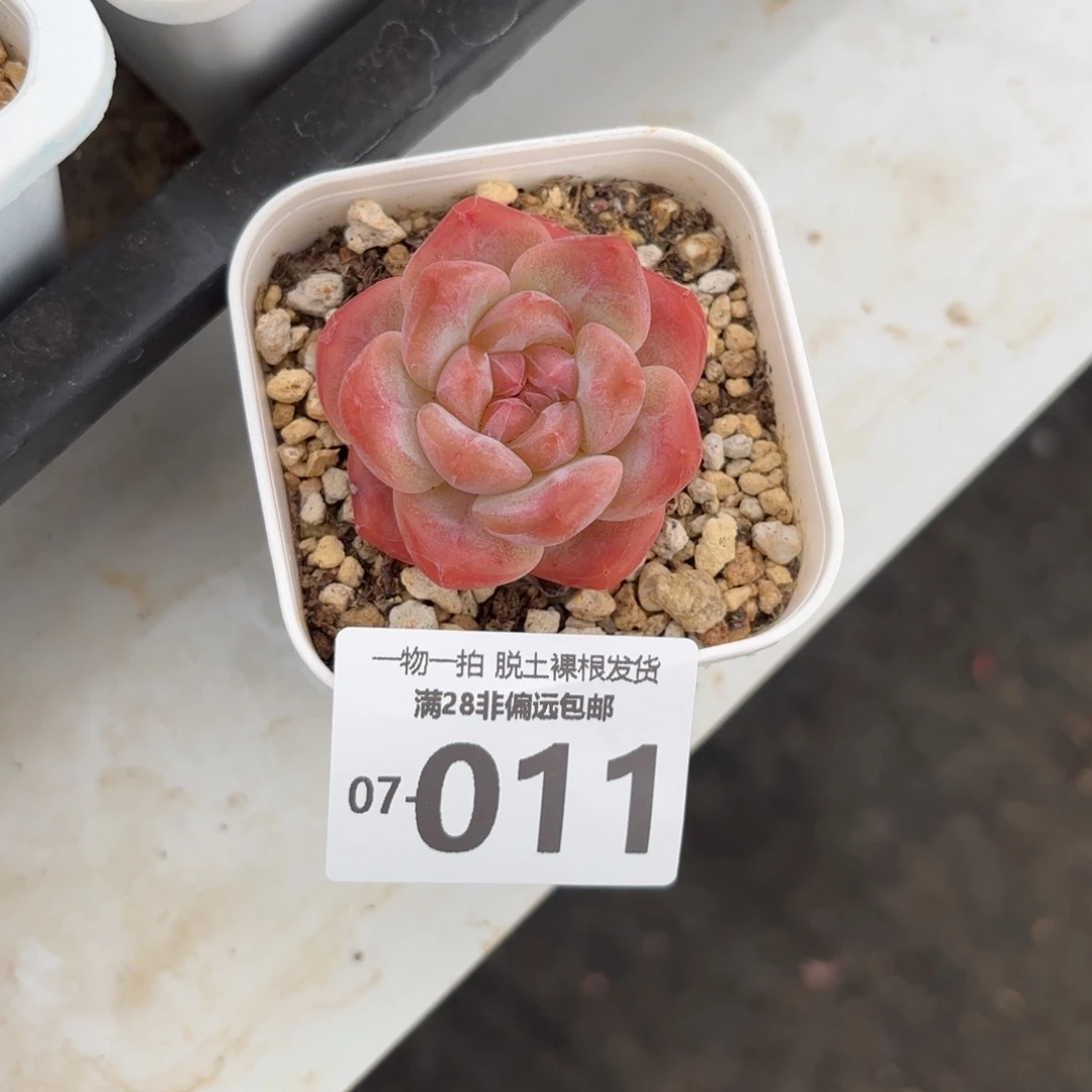 熊先生单头多肉多肉