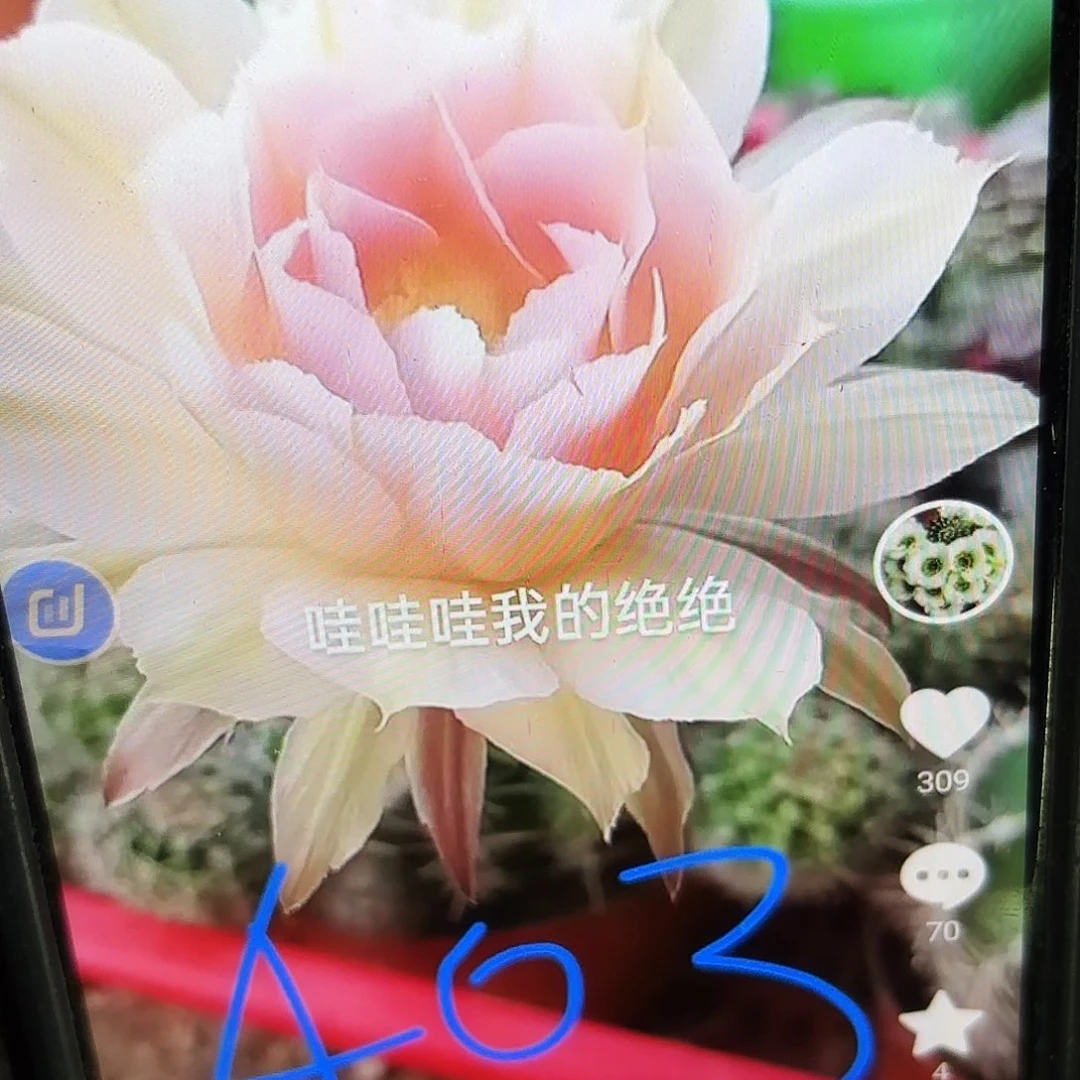 A03彩侧牙20包邮仙人球37