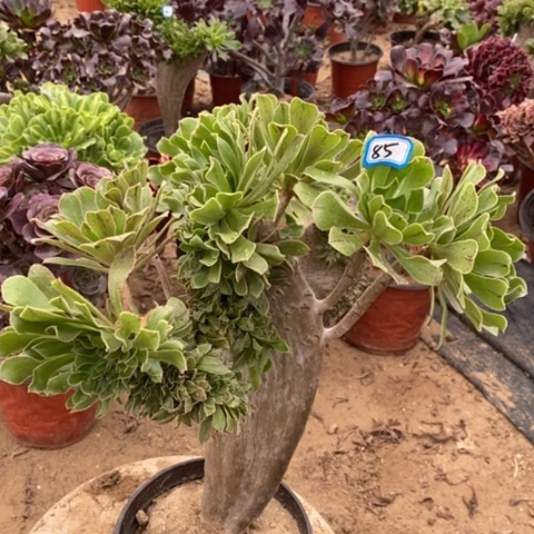 原始绿缀一物一拍