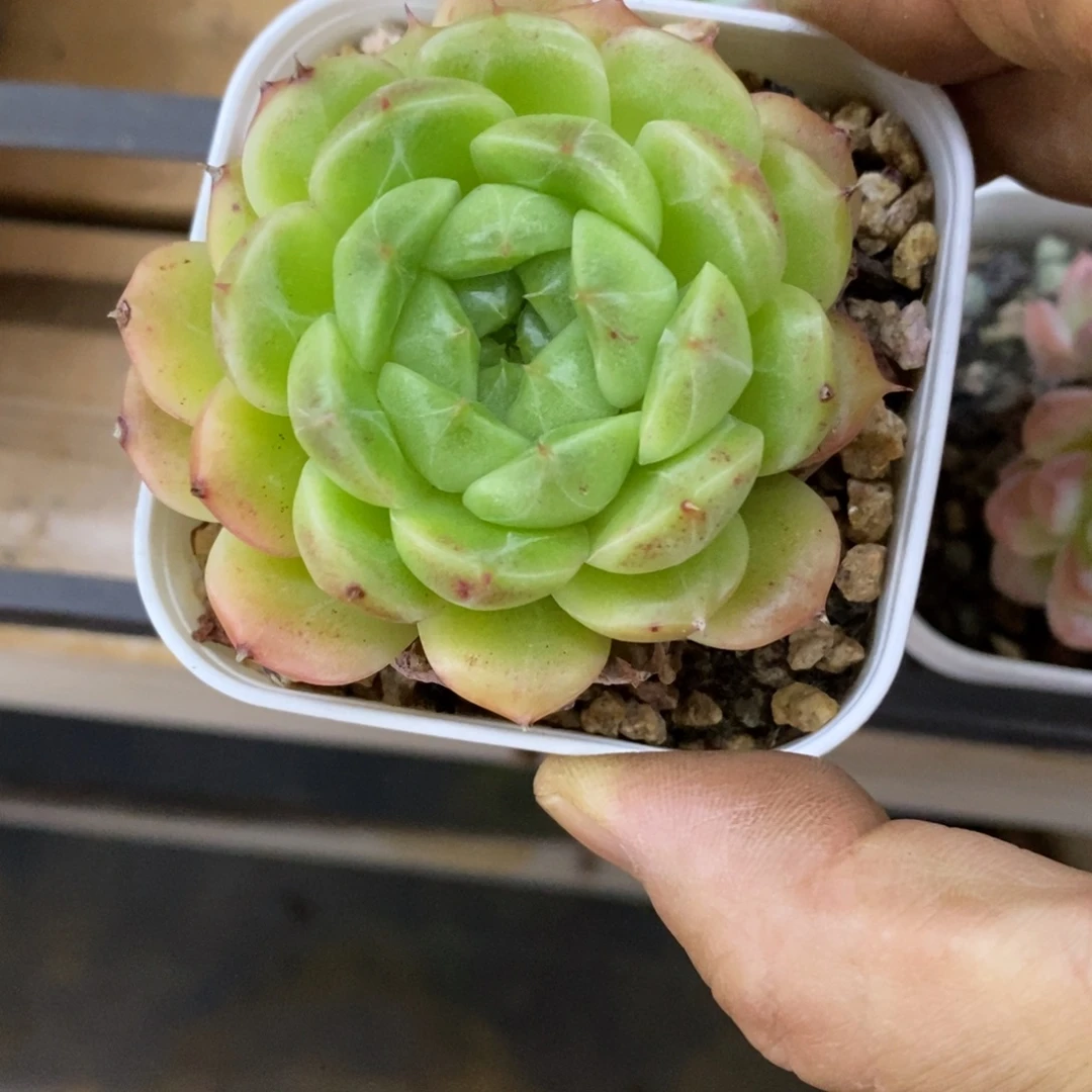 精品多肉一物一拍不包整245