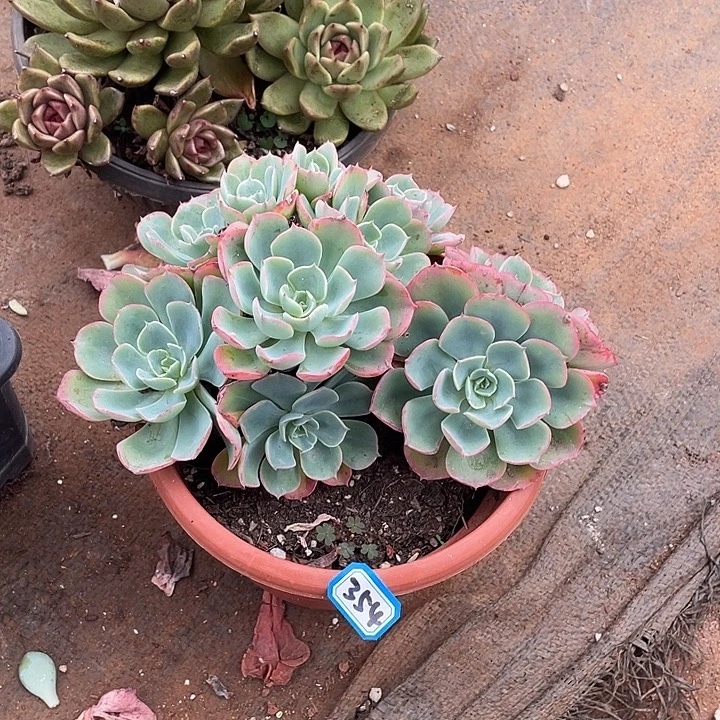 354雨滴 一物一拍多肉