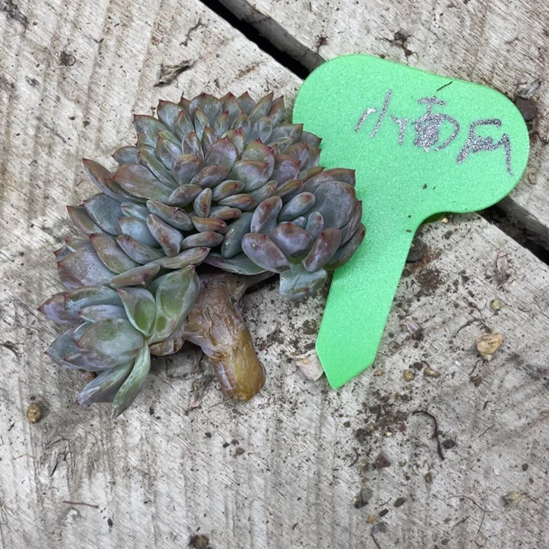小***?星影缀化横切繁殖包发根