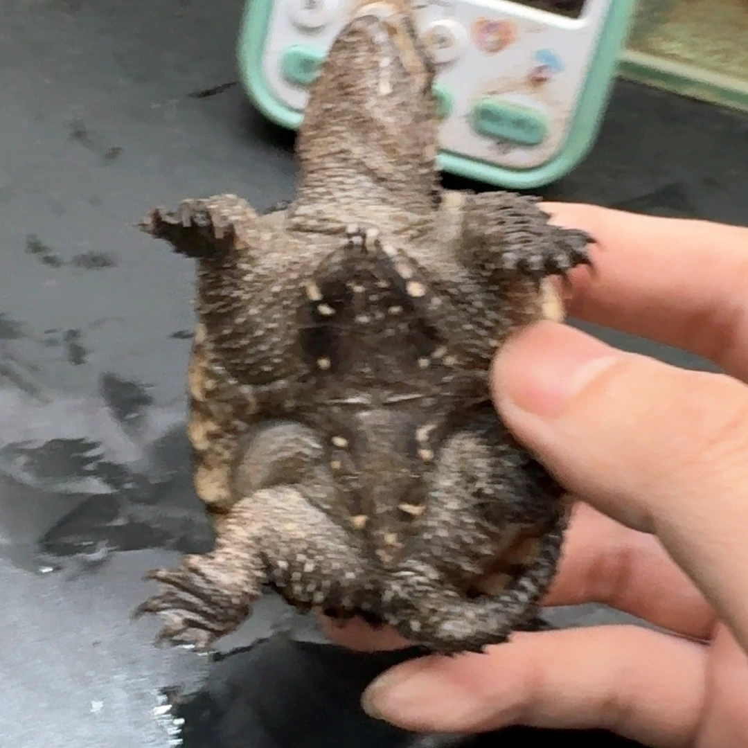 宠物龟不分公母111