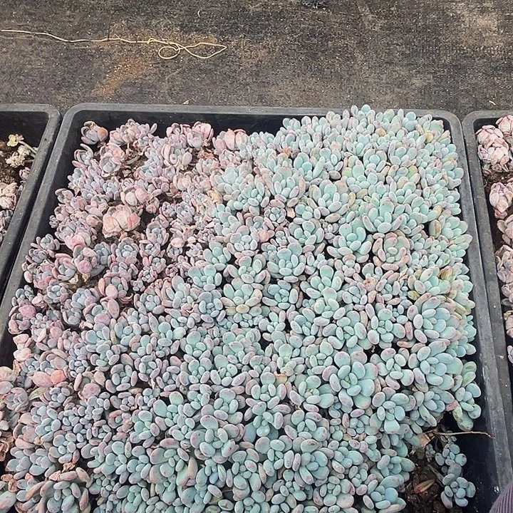 美人系列多肉植物1