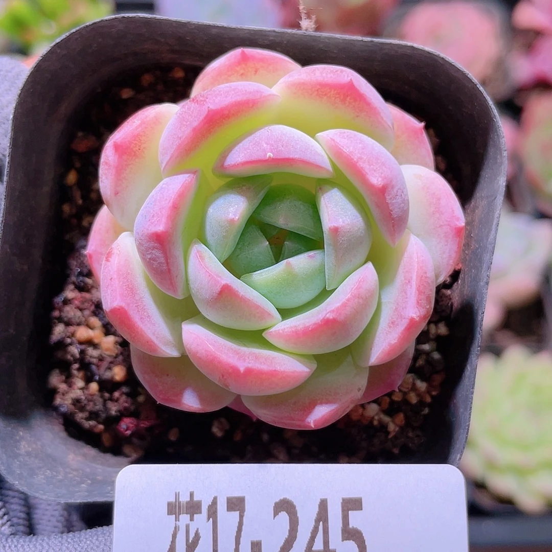 花利美17-245新品