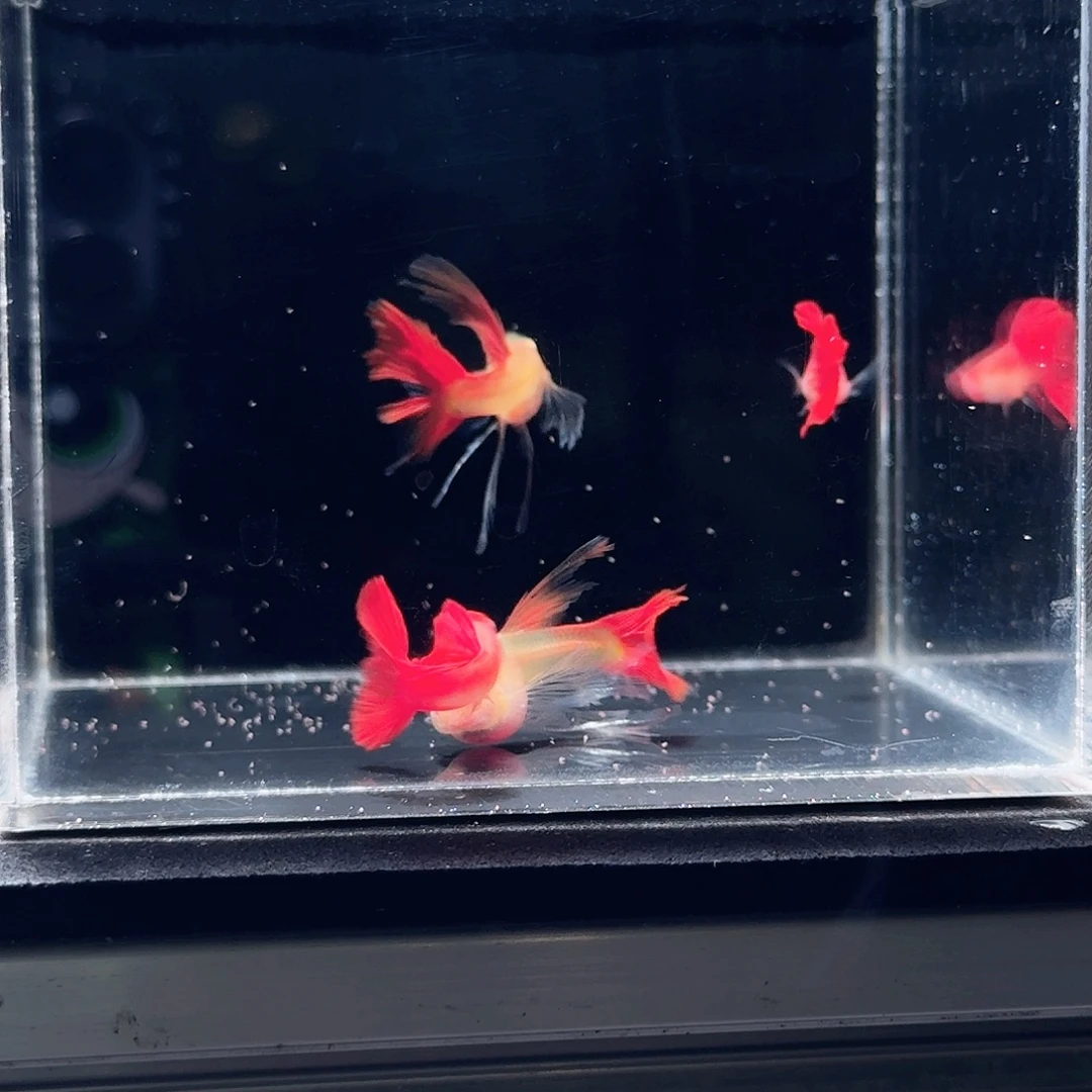 孔雀鱼全红绣球两对