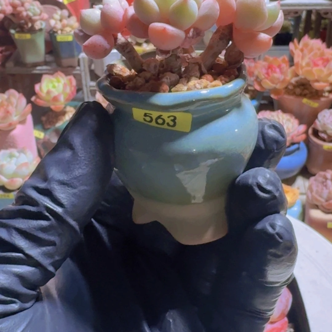 T***乖一物一拍编号563